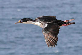 Imperial Shag