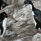 Cormoran impérial