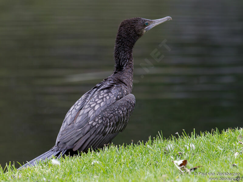 Little Black Cormorant