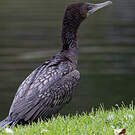 Cormoran noir