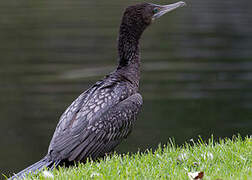 Little Black Cormorant