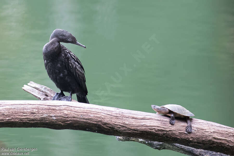 Cormoran noiradulte, habitat