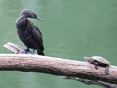 Little Black Cormorant