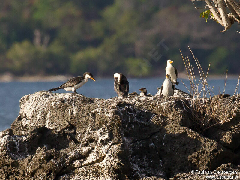 Little Pied Cormorant