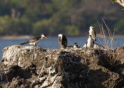 Little Pied Cormorant