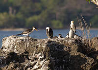 Cormoran pie