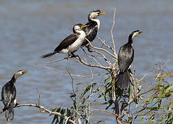 Little Pied Cormorant