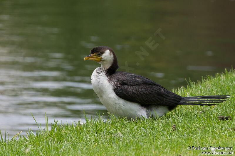 Little Pied Cormorant