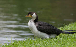 Little Pied Cormorant