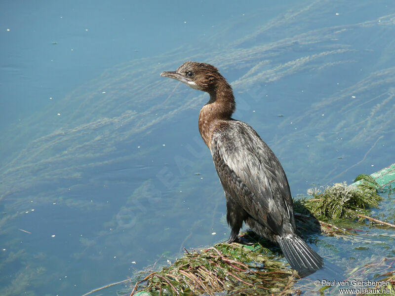 Pygmy Cormorant