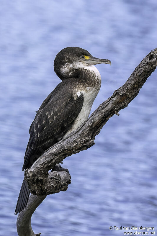 Cormoran variéimmature