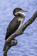 Australian Pied Cormorant