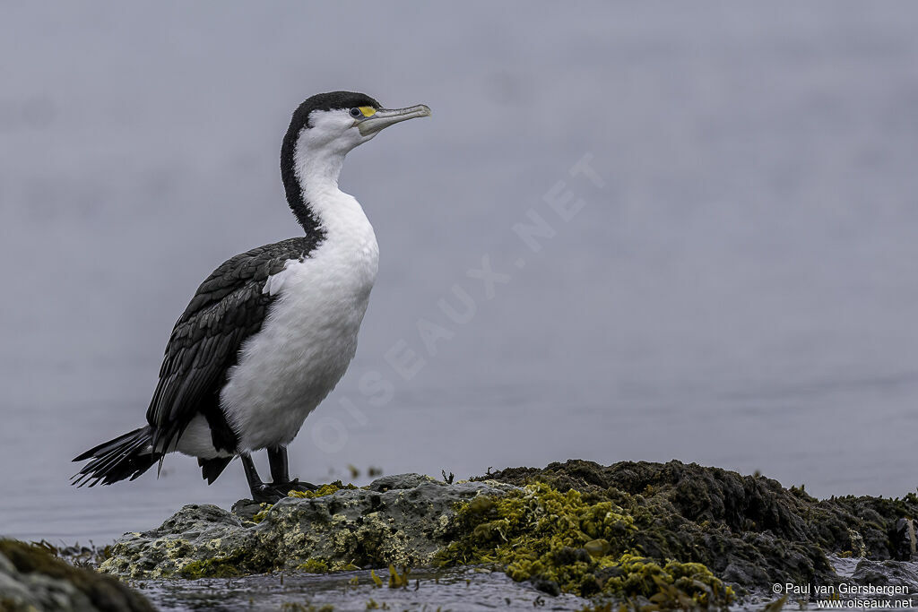 Australian Pied Cormorantadult