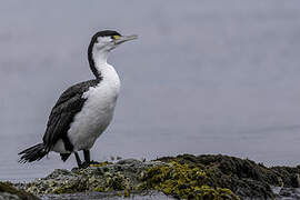 Australian Pied Cormorant