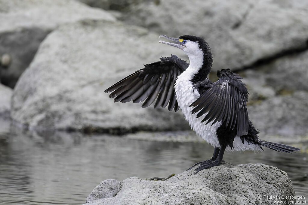 Cormoran variéadulte