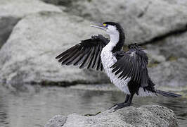 Australian Pied Cormorant