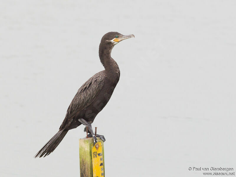 Cormoran viguaadulte