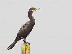 Neotropic Cormorant