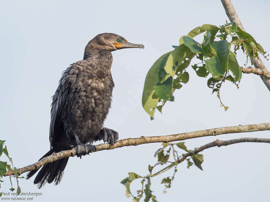 Neotropic Cormorantimmature, moulting, pigmentation