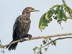 Neotropic Cormorant