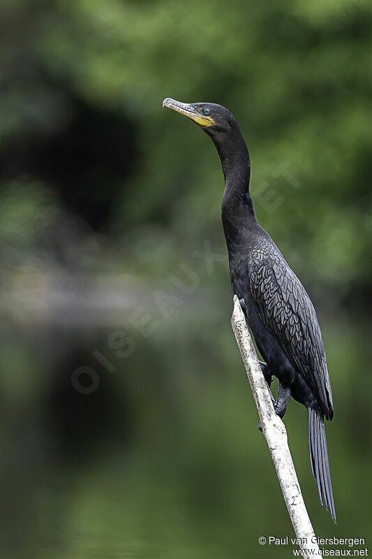 Neotropic Cormorantadult