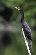 Cormoran vigua