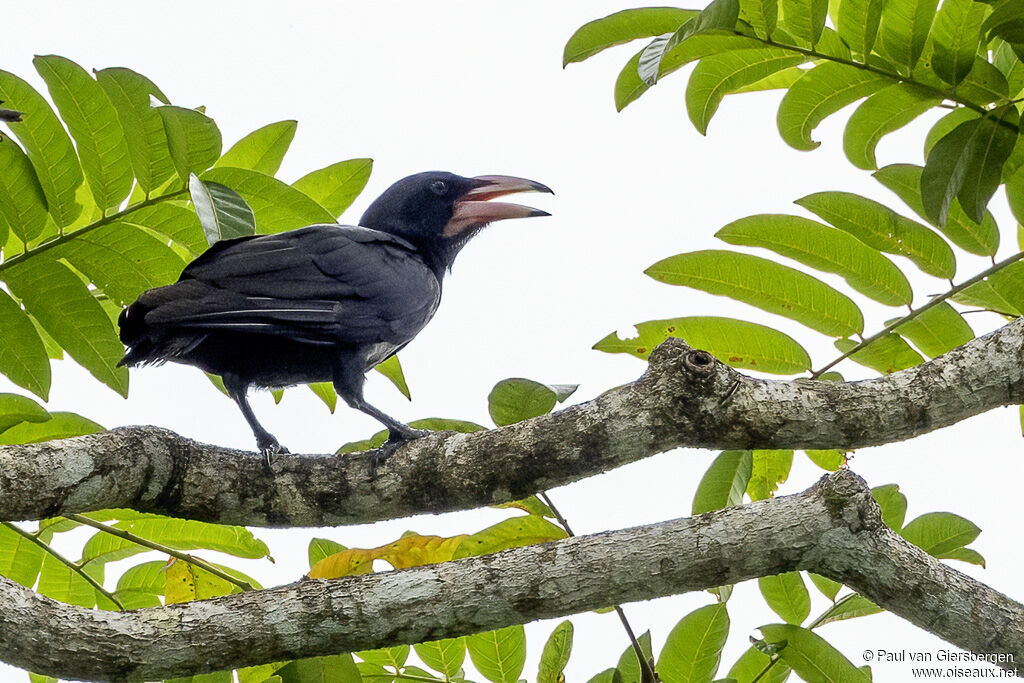 White-billed Crowadult