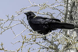 American Crow