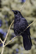 American Crow