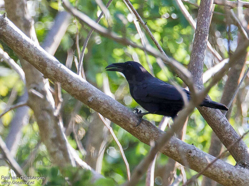 Flores Crow