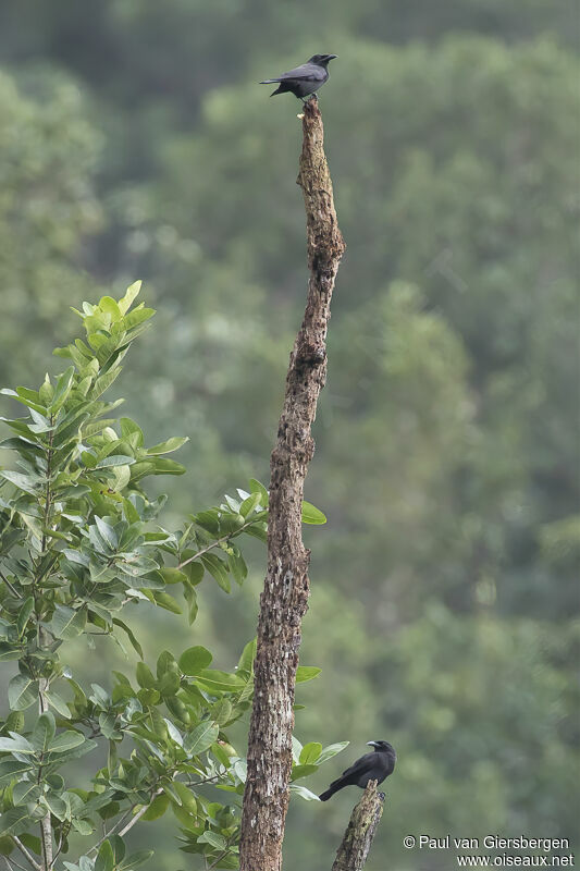 Jamaican Crowadult