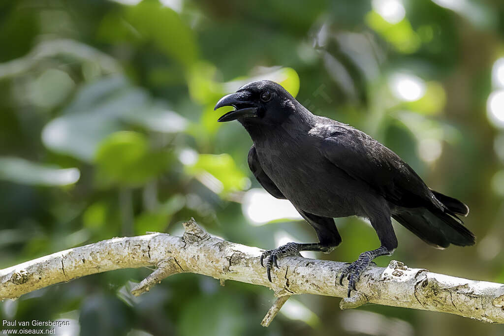 Palawan Crowadult