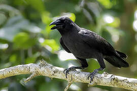 Palawan Crow