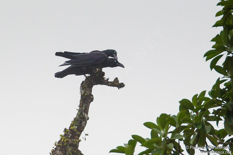 Long-billed Crow