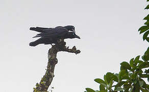 Long-billed Crow