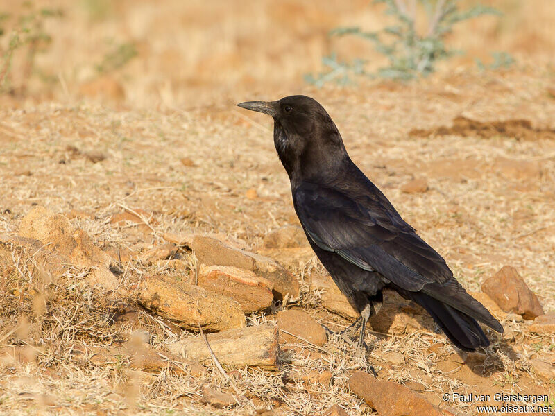 Cape Crow