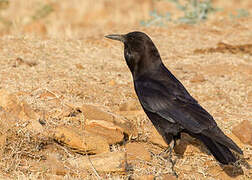 Cape Crow