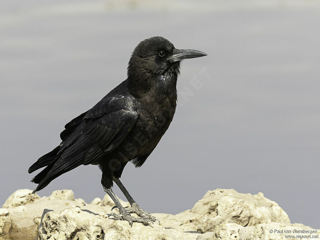 Cape Crowadult