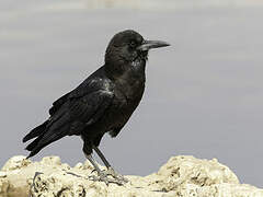 Cape Crow