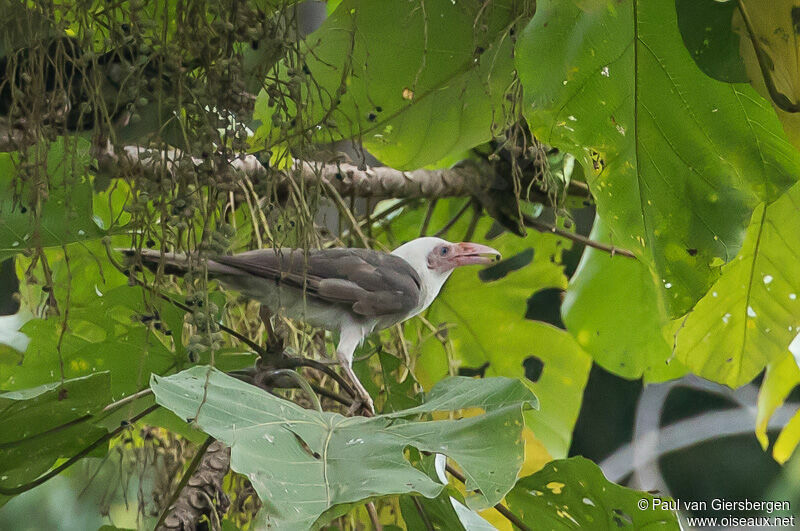 Grey Crow