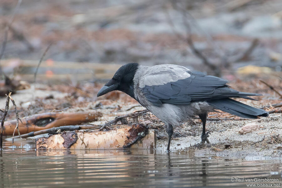 Hooded Crowadult