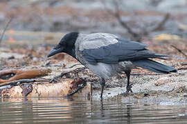 Hooded Crow