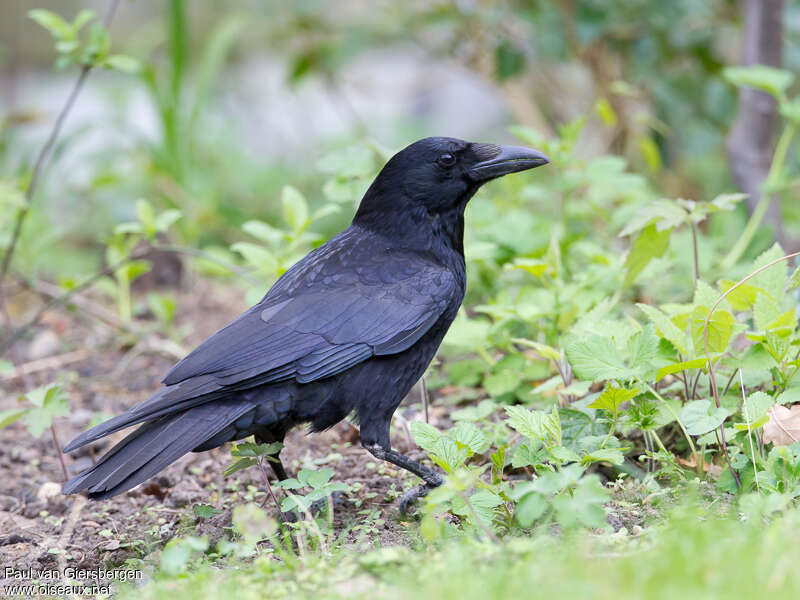 Carrion Crowadult, identification