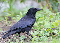 Carrion Crow