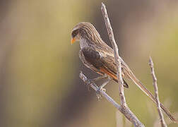 Yellow-billed Shrike