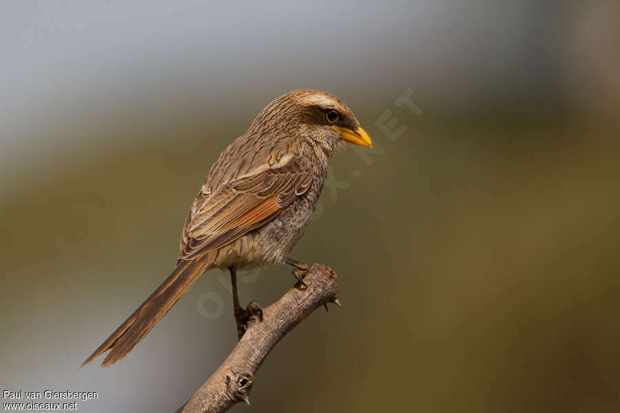 Yellow-billed Shrikeadult, identification