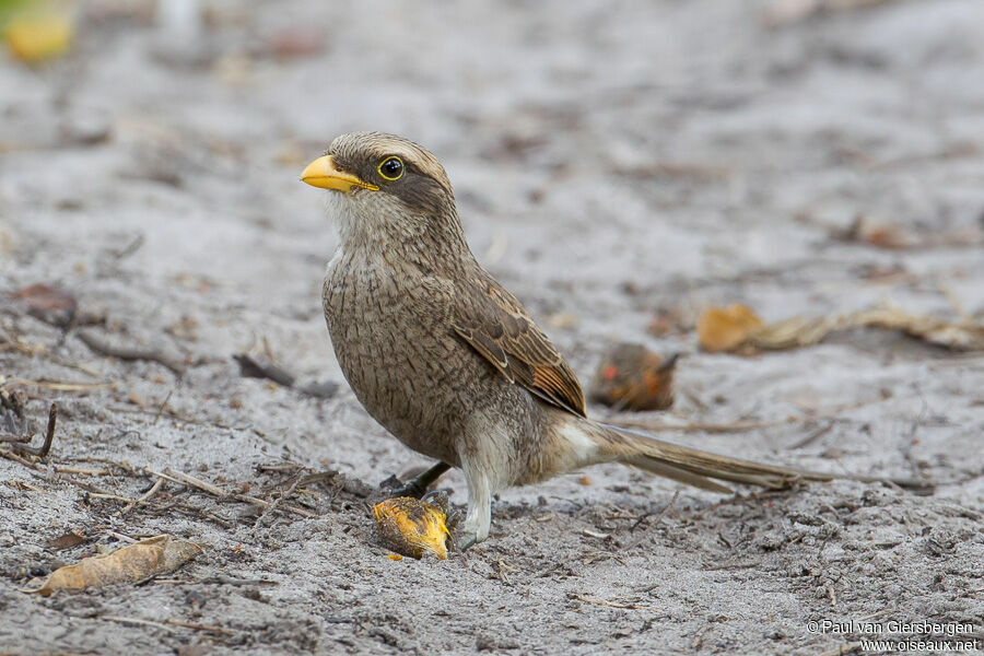 Yellow-billed Shrike