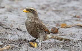 Yellow-billed Shrike