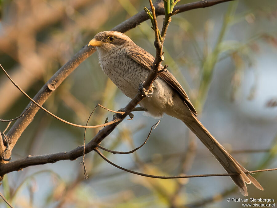 Yellow-billed Shrikeadult