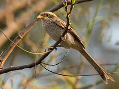 Yellow-billed Shrike